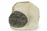 Detailed Hollardops Trilobite - Orange Eye Preservation #271531-3